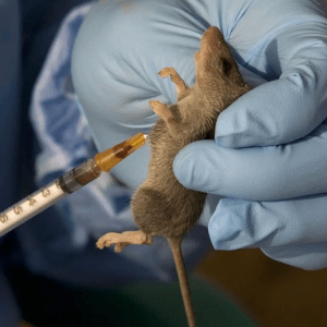 Lassa Fever Spreads to Nine States as Death Toll Hits 31 – NCDC