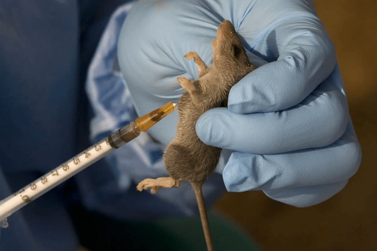 Lassa Fever Spreads to Nine States as Death Toll Hits 31 – NCDC